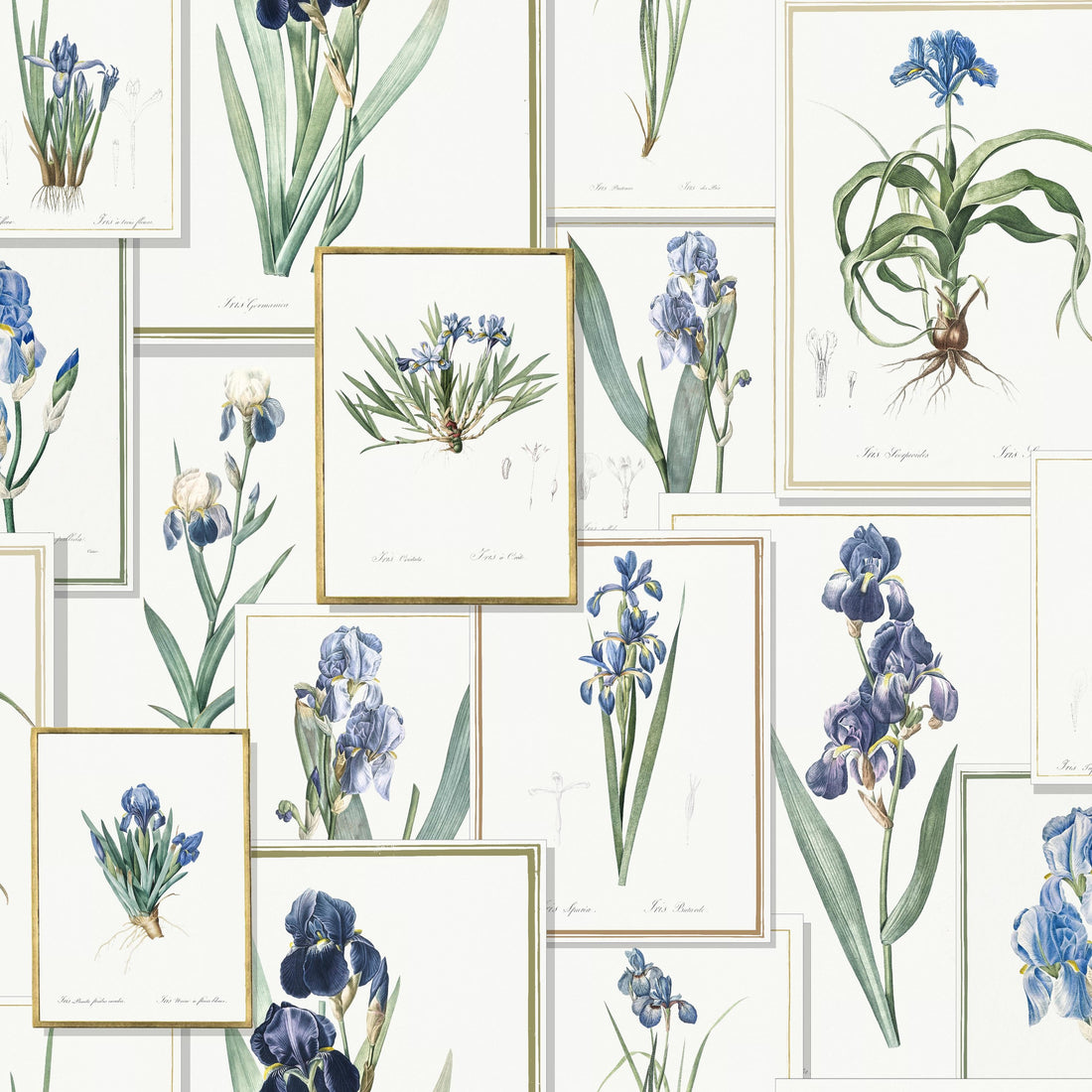 Pages Piere Joseph Redoute' Blues pattern thumbnail