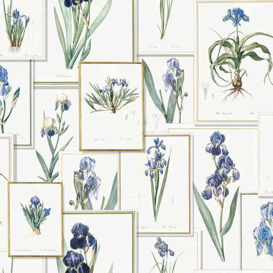 Pages Piere Joseph Redoute' Blues pattern thumbnail