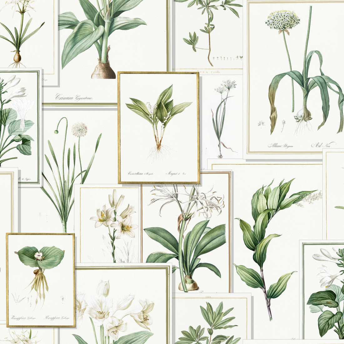 Pages Piere Joseph Redoute' Whites pattern thumbnail